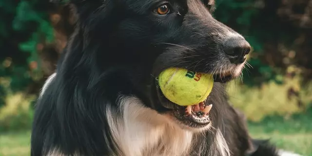 Welche ist die offizielle Farbe eines Tennisballs?